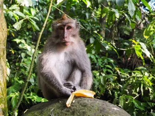 Обезьяны в пещерах Бату