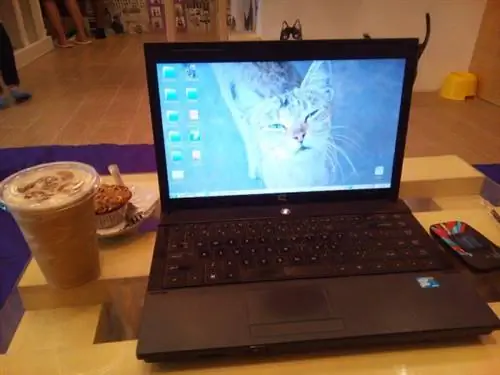 мой столик в кошачьем кафе, Манила