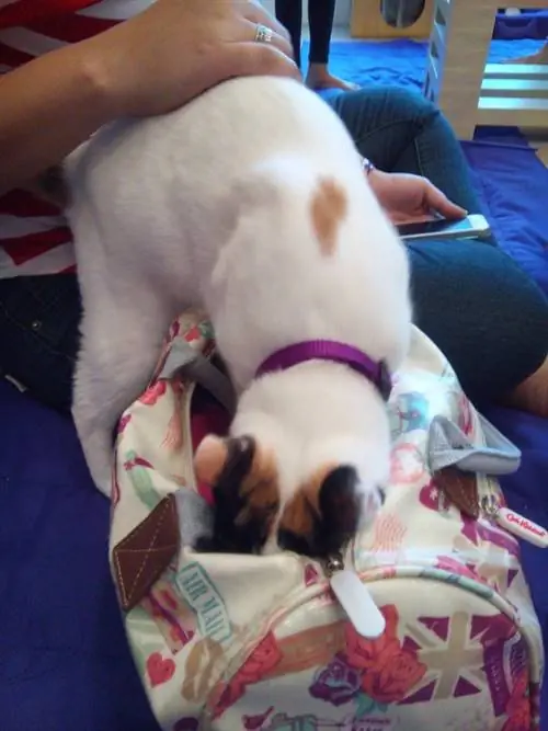 нюхаю сумку