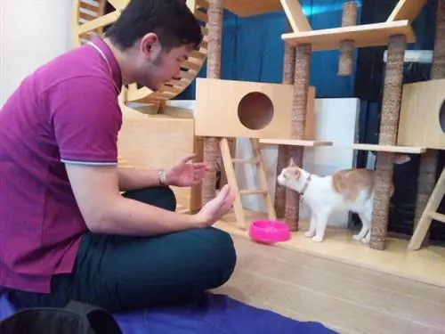 Владелец кошачьего кафе и Чака