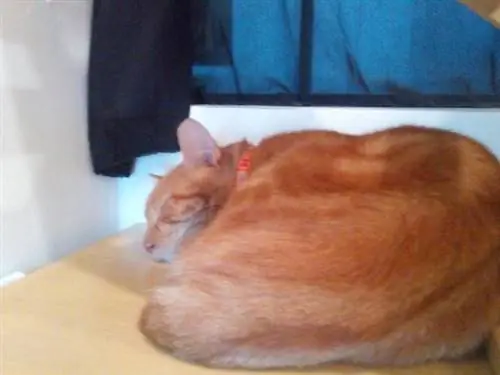 Триггер сна