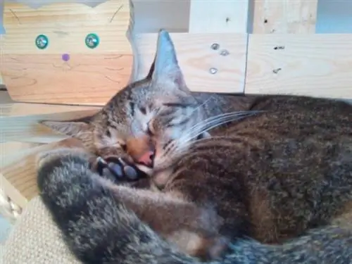 еще один спящий кот