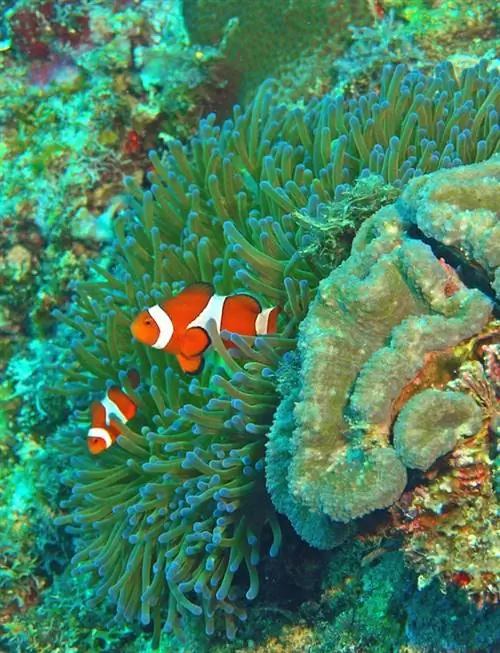 Немо-клоун Anemonefish Ocellaris от Павла и Либы Гросс
