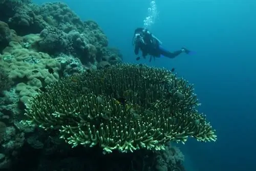 Стол Coral от Олы Велина