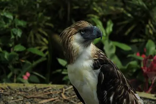 ПУТЕВОДИТЕЛЬ ПО ГОРОДУ ДАВАО: чем заняться, бюджет, маршрут своими руками, места для проживания и многое другое