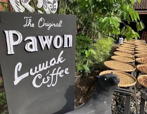 Полное одиночество: кофе Pawon Luwak недалеко от Боробудура, Индонезия