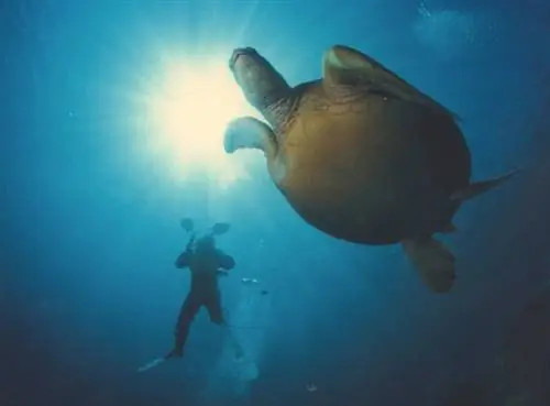 Понтон Borneo Reef World в Кота-Кинабалу