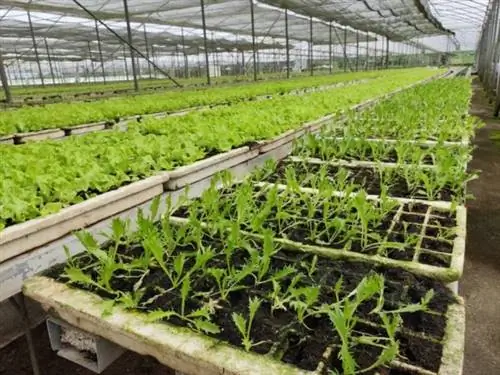 AirAsia поддерживает органическое сельское хозяйство в Тагайтае