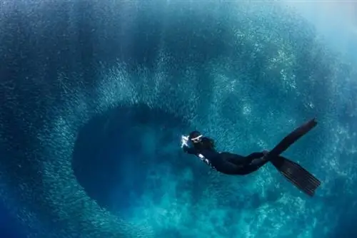 Фридайверские сардины