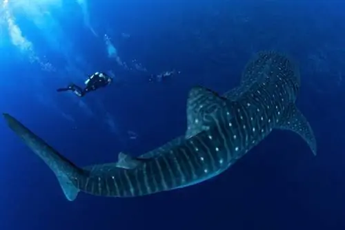 Дайверы плавают с китовой акулой, Джером Ким