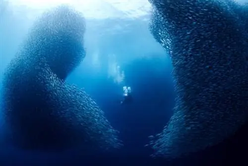 Среди сардин автора Джером Ким