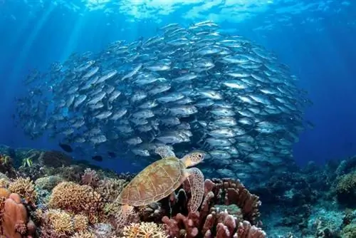 Рифы Туббатаха