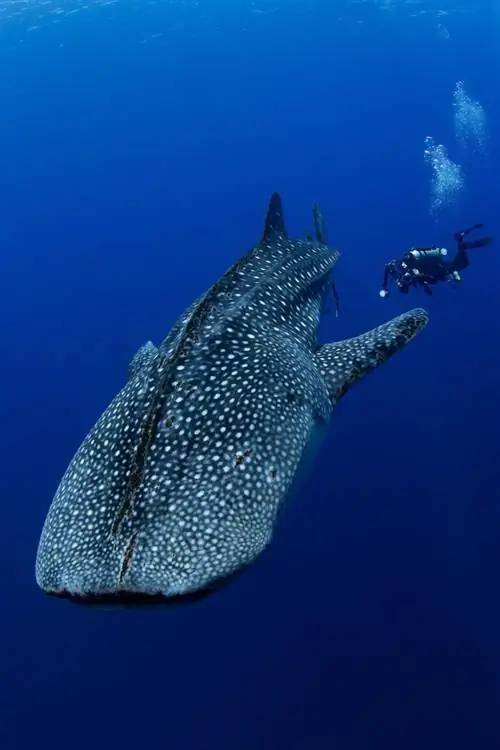 Китовая акула и дайвер