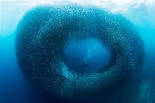 Дайвер в Моалбоале, Джером Ким