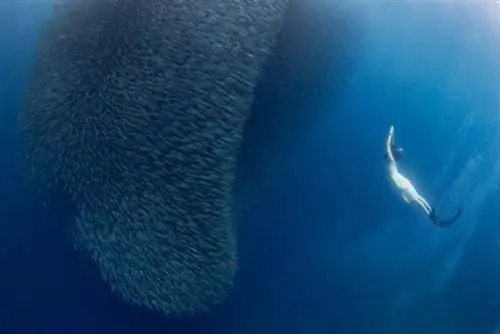 Сардины с дамой-фридайвером