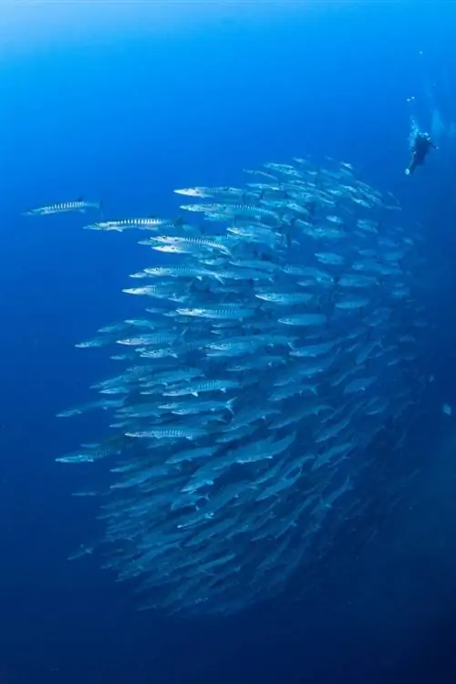 Туббатаха Барракуды