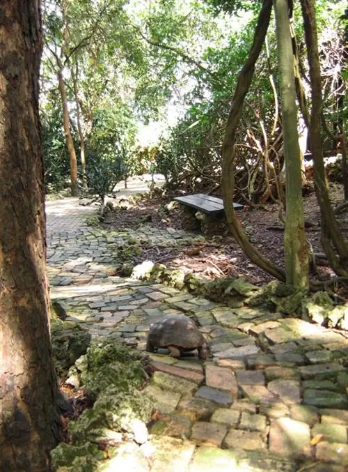 Барбадосский заповедник дикой природы