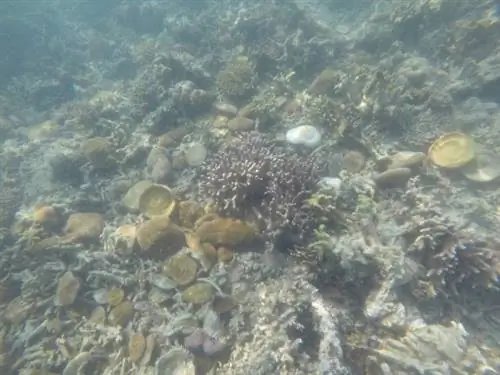 подводное плавание на Сите Пекадос