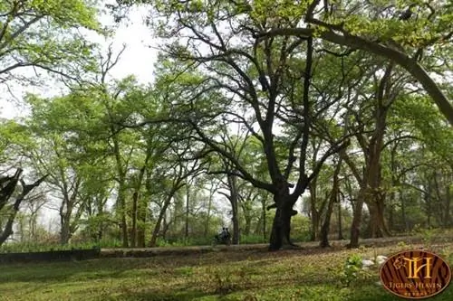 Пышная зелень на территории курорта Tigers Haven