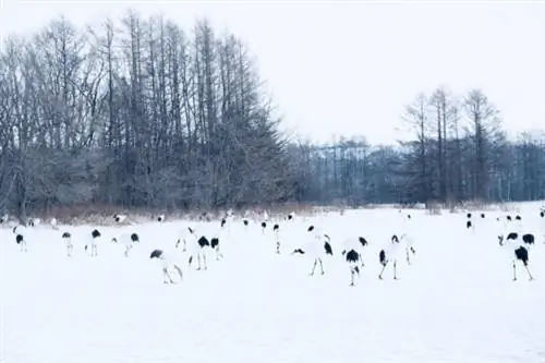 Сотни краснокоронковых журавлей в заповеднике