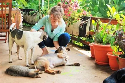 Образ жизни в Коста-Рике - собаки Чарли, сидящие за домашними животными