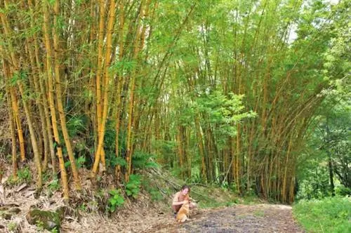 Переулок через баррио - Чарли и собака Райо