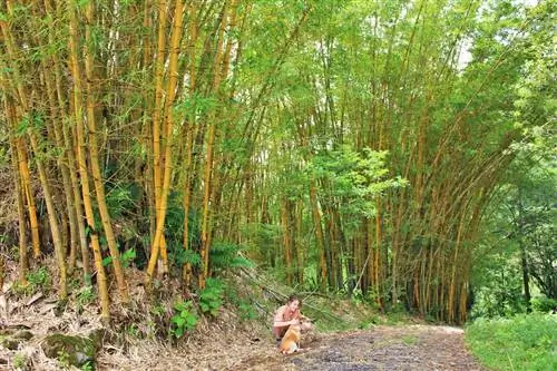 Образ жизни Pura Vida в Коста-Рике