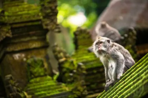 Лес обезьян - Убуд Бали, фото через Sheraton Kuta Bali Resort