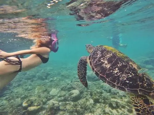 Поплавайте с черепахами острова Апо.