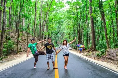 Искусственный лес Бохоль