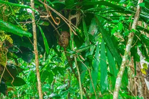 Долгопят на Бохоле