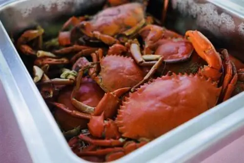 Крабы на пару, они же кинис