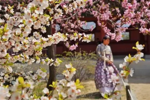 Цветущая вишня во дворце Кёнбоккун