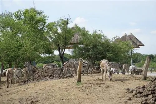 Зебры в Safari World в Бангкоке