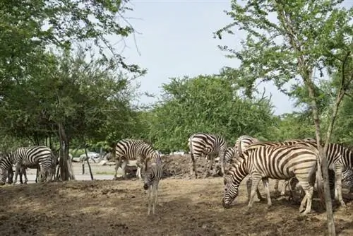 Зебры в Safari World в Бангкоке