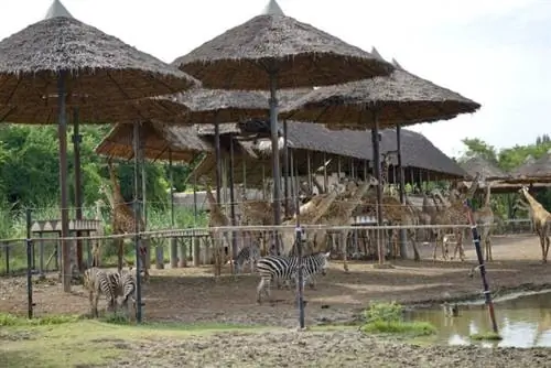 жирафы в Бангкокском сафари-уорлде, Таиланд