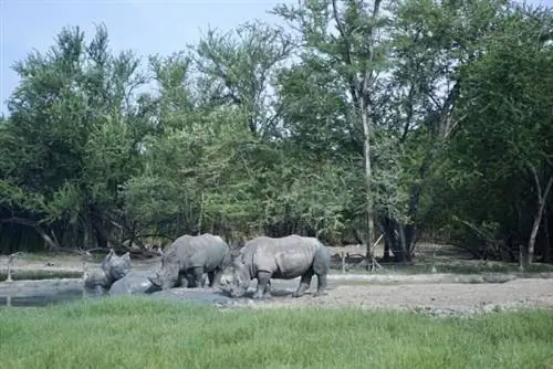 Дикая природа Бангкока Сафри