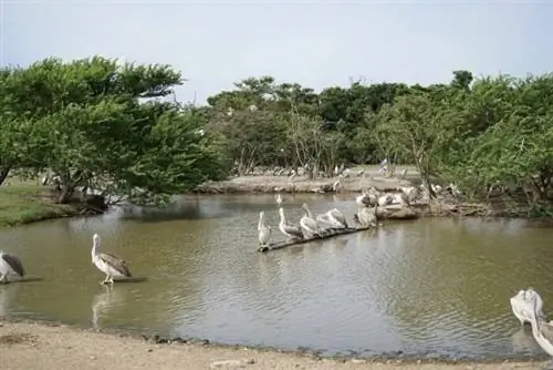 птицы Бангкок Мир сафари Birds In Safari World Зоопарк в Бангкоке