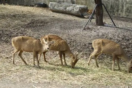 Мир сафари в Таиланде