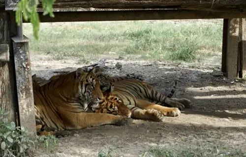 спящие тигры