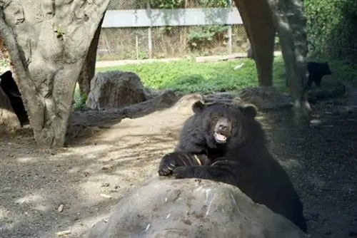 Очаровательные медведи в Бангкоке