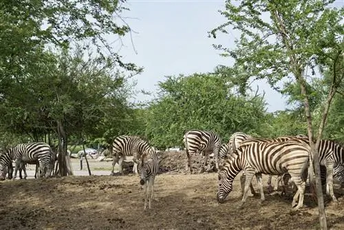 Изучение мира сафари в Бангкоке