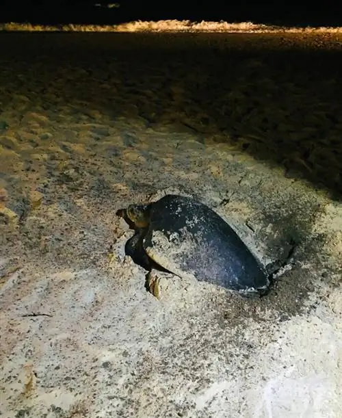 Оливковая черепаха Ридли в курортном спа-отеле Movenpick Boracay