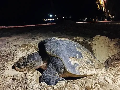 Mövenpick Resort & Spa Boracay приветствует нового VIP-гостя