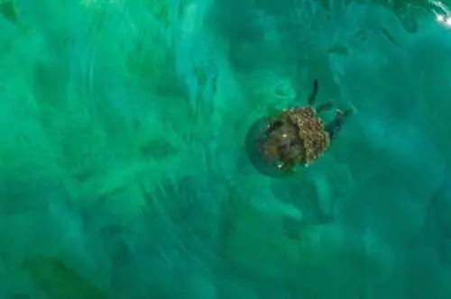 Безжалостная медуза