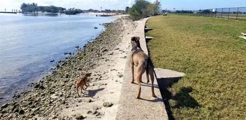 Собачий пляж на острове Дэвис