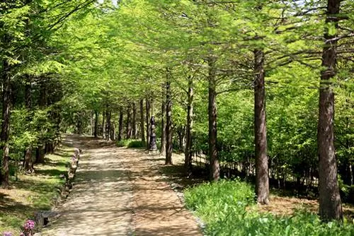 Ханбатский дендрарий, фото через VisitKorea Ханбатский дендрарий, фото через VisitKorea