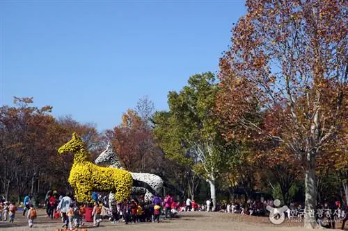 Дендрарий Тэгу, фото с сайта VisitKorea.or.kr
