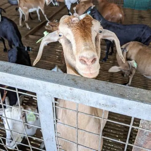 Одна из дружелюбных коз на ферме Cradle.