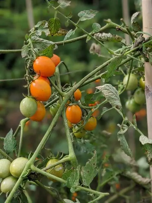 Органические помидоры черри, созревшие для сбора в «Нашей Фермерской Республике»